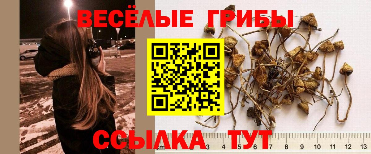 Псилоцибиновые грибы Psilocybe Биробиджан